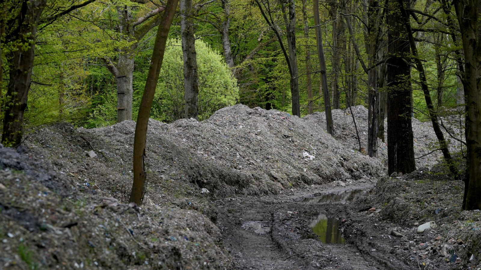 hoad's wood 3