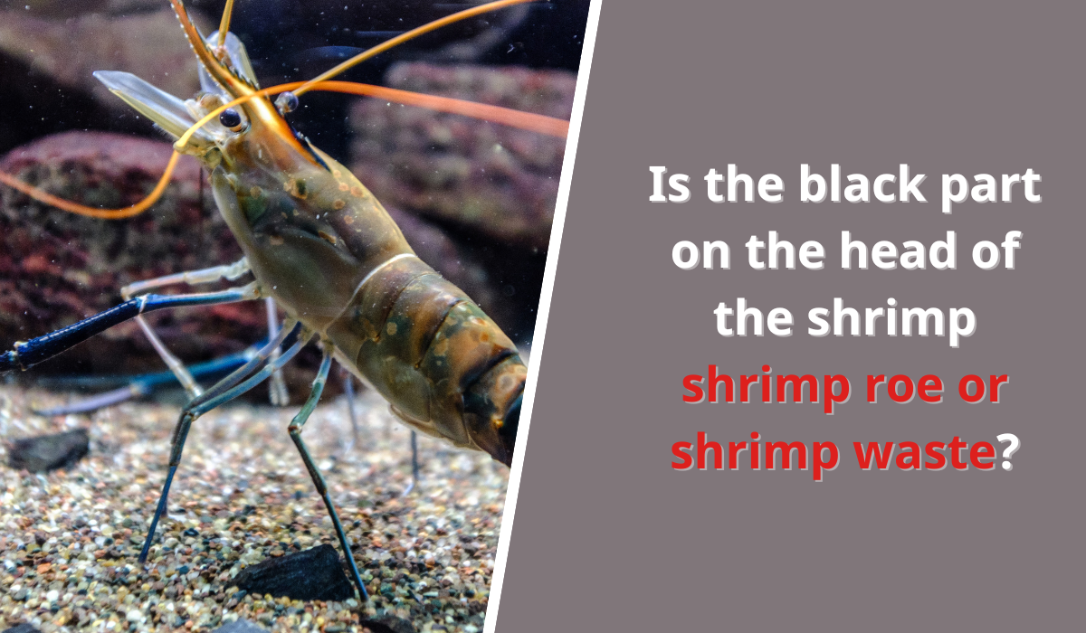 the shrimp