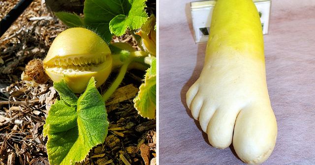 30 Fruits And Vegetables That Look Like Other Things | DeMilked