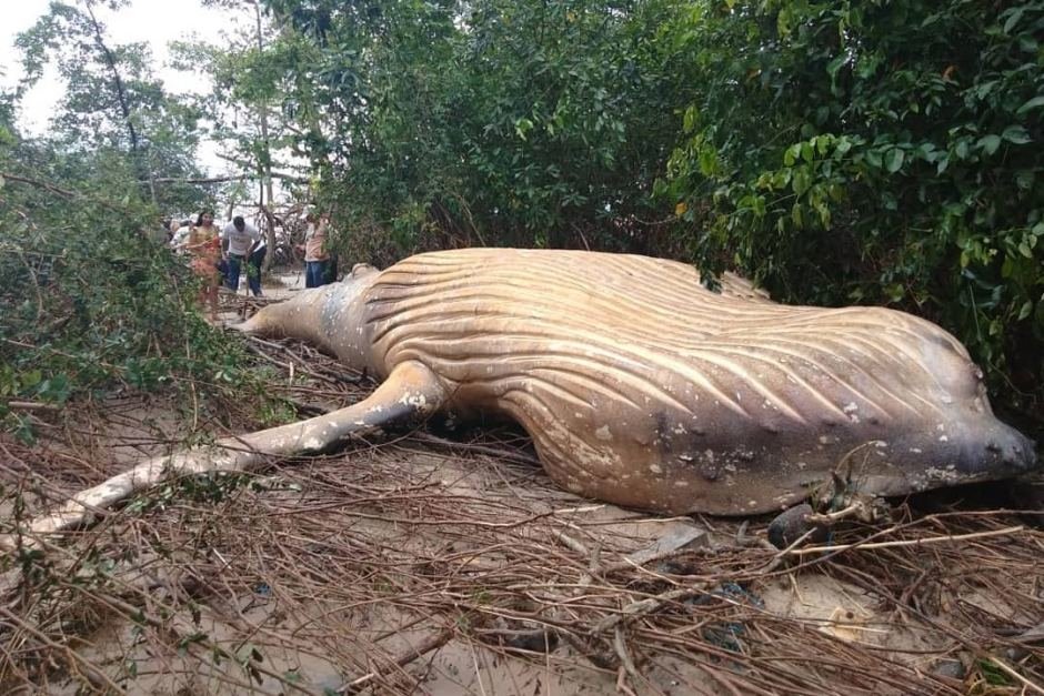 Humpback Whale Washes Ashore in Amazon River, Baffling Scientists in Brazil  - The New York Times