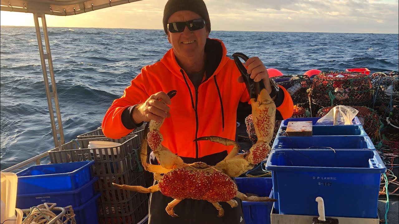 Catching Tasmanian Giant Crab, Robe South Australia