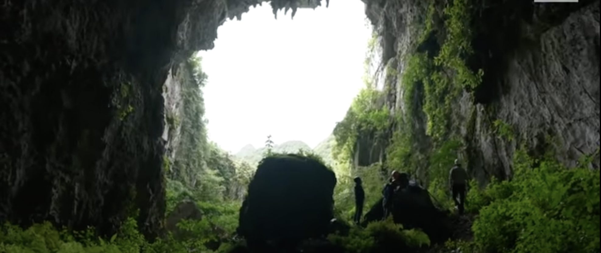 Ancient Forest Found in Giant Sinkhole » Explorersweb