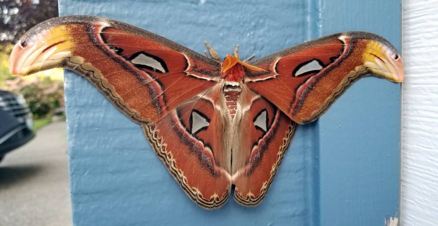 atlas moth