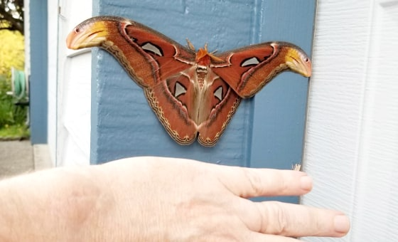 atlas moth 1