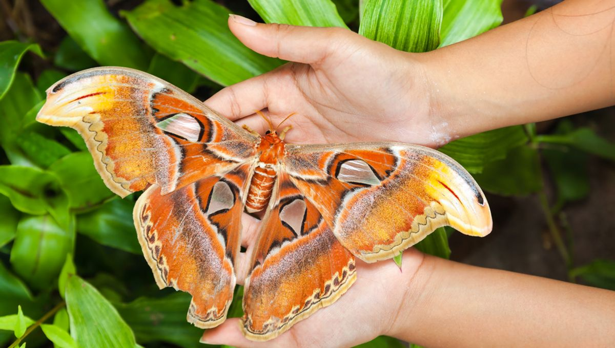 atlas moth 2