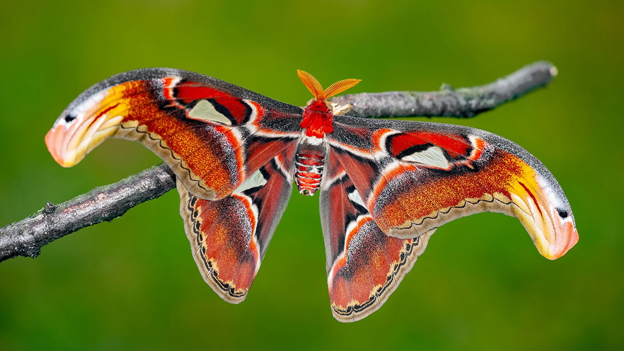 atlas moth 4