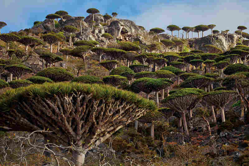 dragon blood tree 4