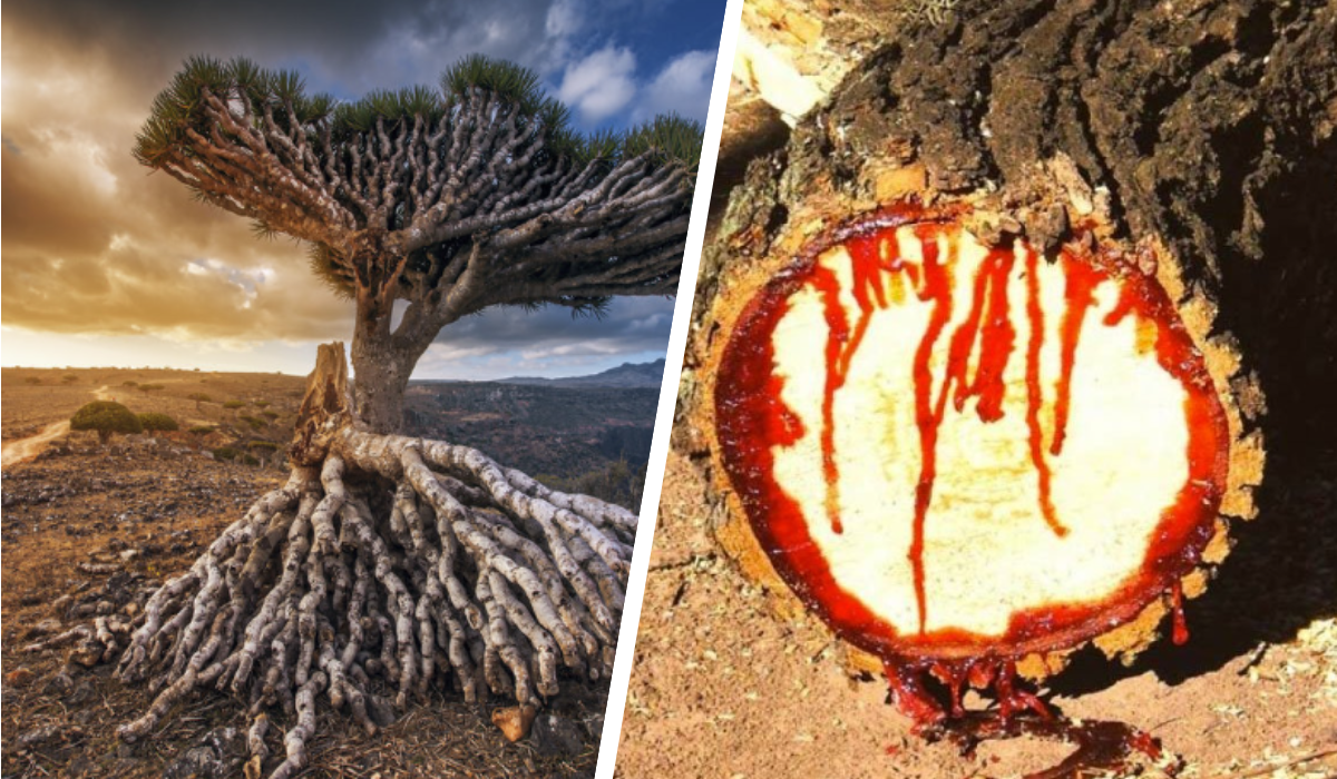 Dragon Blood Tree