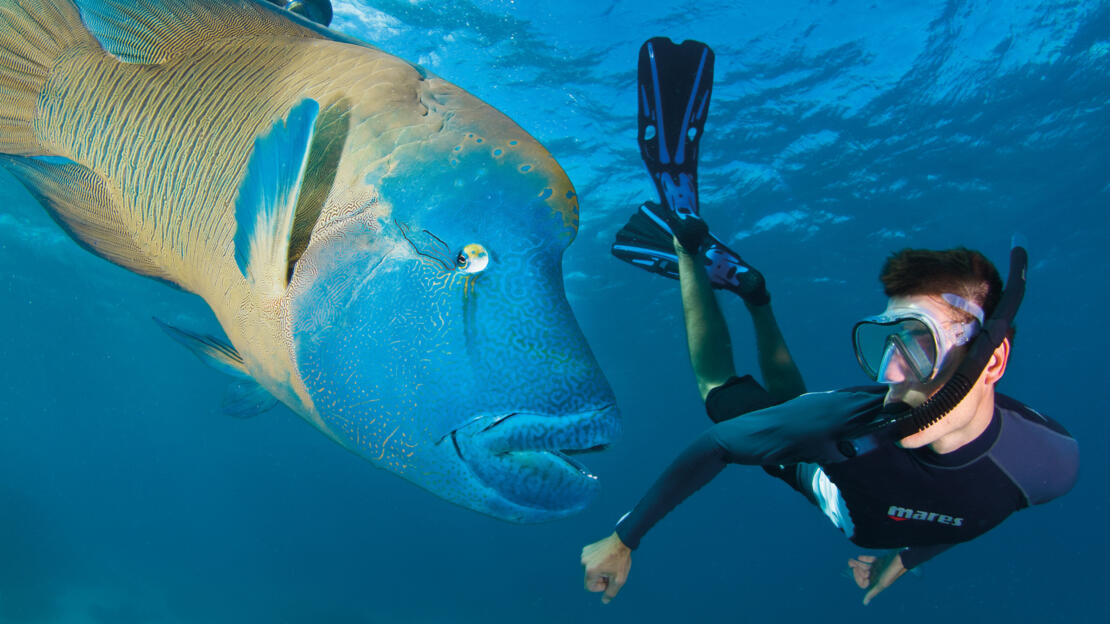 Famous fish of the Great Barrier Reef – meet Wally the Maori Wrasse -  Barrier Reef Australia