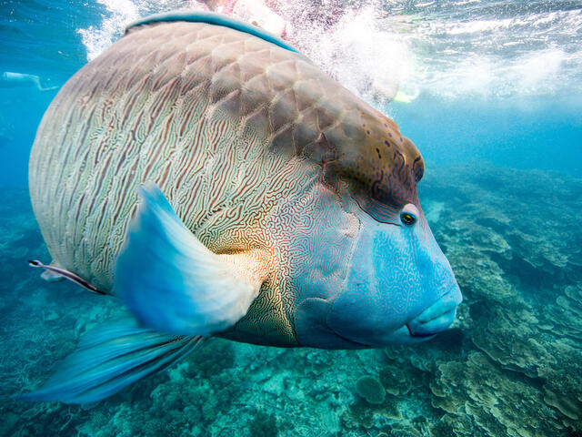 Humphead Wrasse | Species | WWF