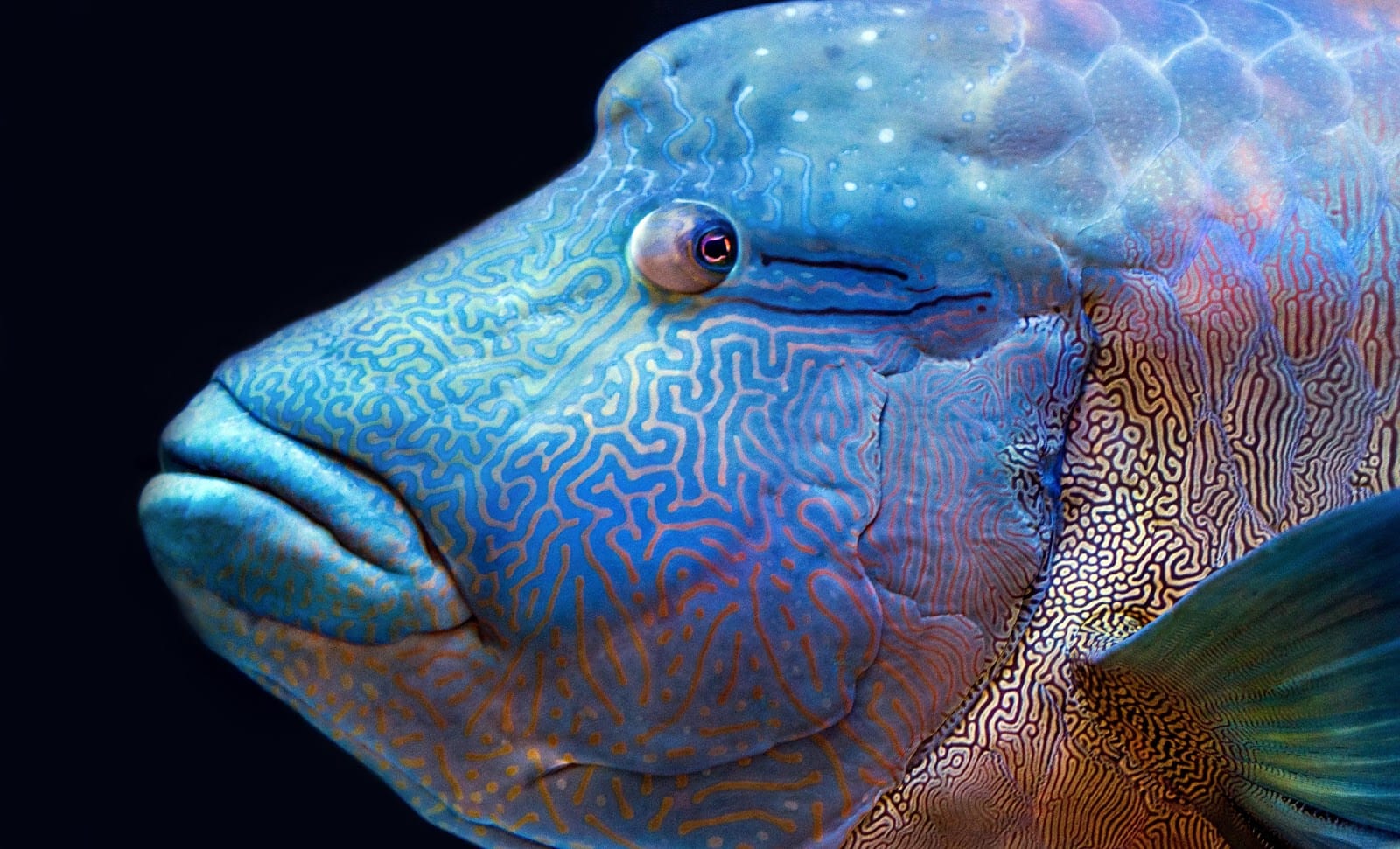 Interesting Facts About the Humphead Wrasse | Slightly Blue