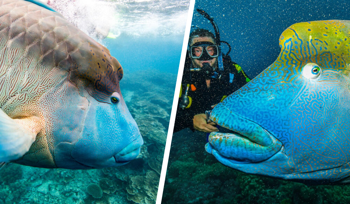 maori-wrasse.png