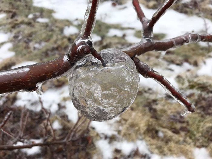 Farmer Surprised To Find 'Ghost Apples' On Trees After Polar Vortex