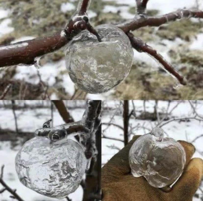 Ghost Apples are made from a interesting phenomenon where freezing weather  coats an apple in ice. Apples have a lower freezing point than water, so  when it gets abit warmer the apple