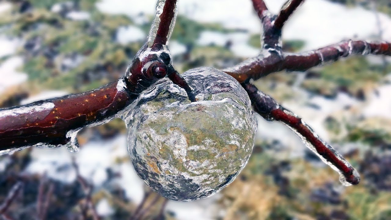 7 Days After The Storm - Farmer Surprised To Find 'Ghost Apples' On His  Trees - YouTube