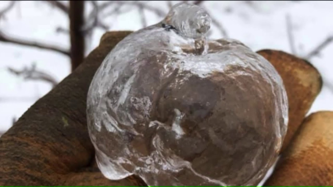 Temperature changes create eerie 'ghost apples' in West Michigan - YouTube