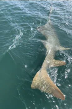 sawfish 3