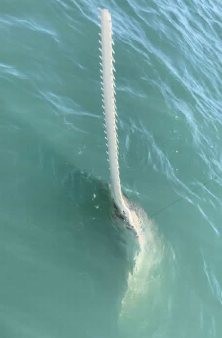 sawfish 1