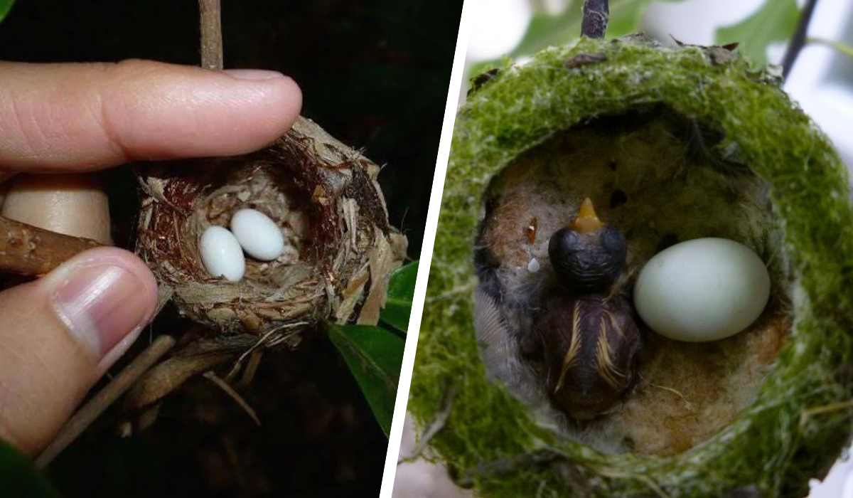 hummingbird nests