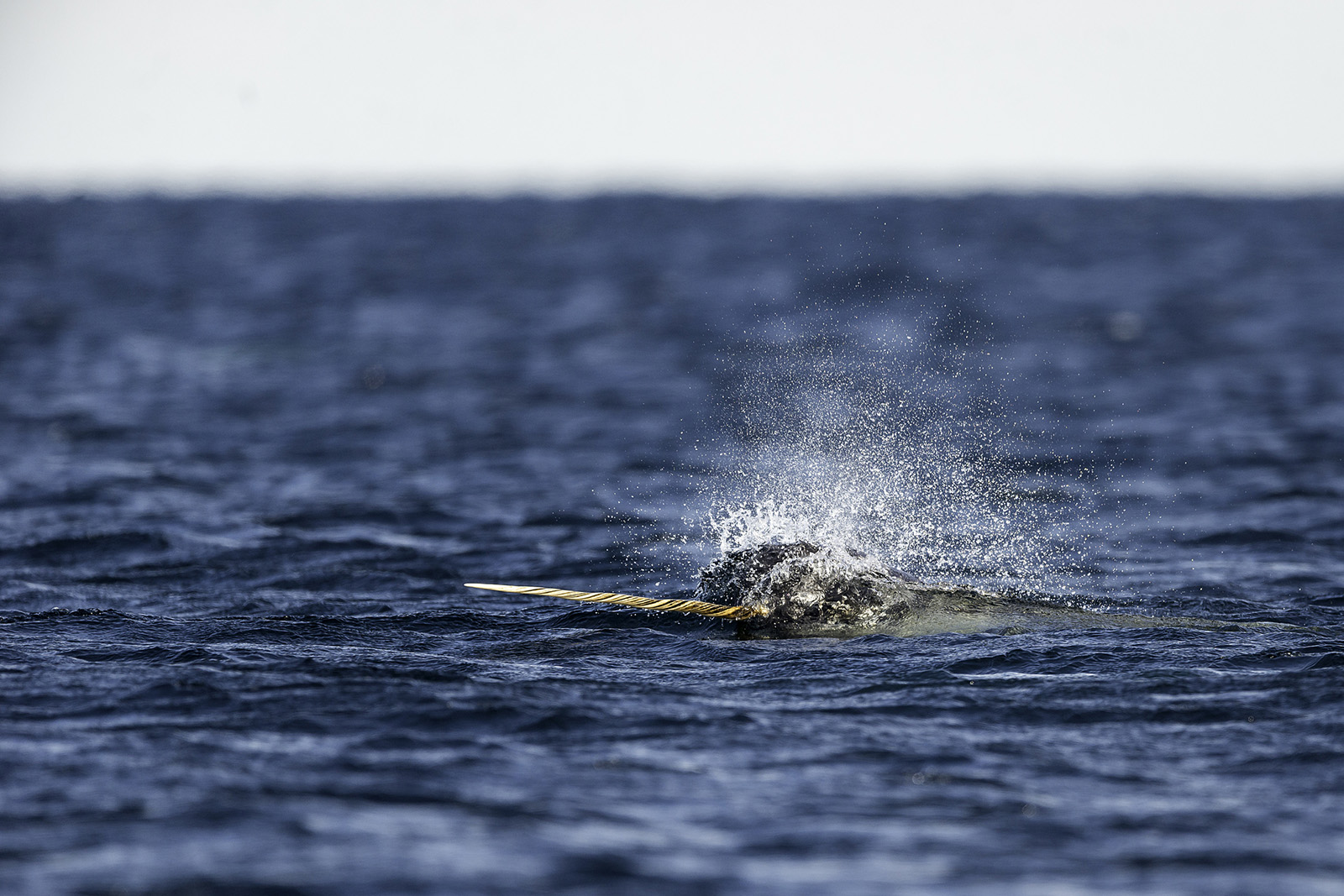 Narwhal guide: what do they eat, how deep can they dive, how many blow  holes they have - Discover Wildlife