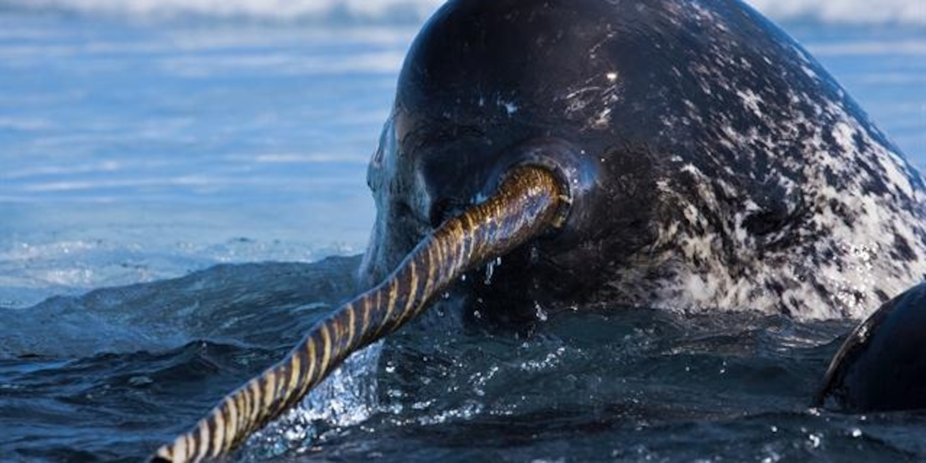 Narwhal, facts and photos