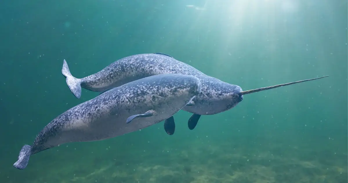 Narwhal: Discover the Arctic's Unicorn of the Sea | AnimalGator