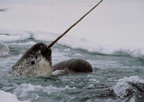 Were the ancestors of narwhals already aquatic when they developed their  tusks, or did they have it as terrestrial animals? - Quora