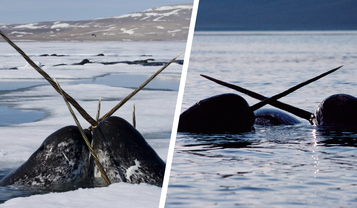 narwhals.png