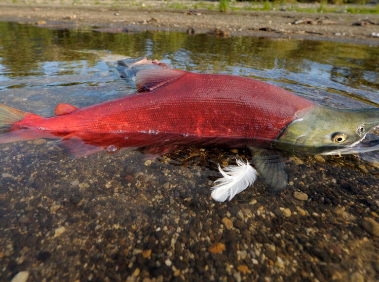 Pacific Salmon - Wild Salmon Center