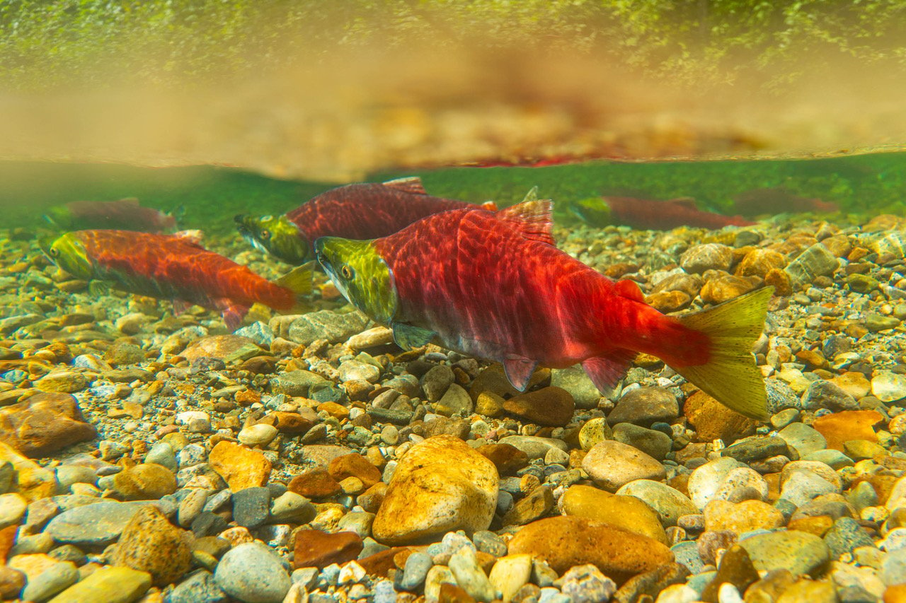 The future of Pacific salmon | Canadian Geographic