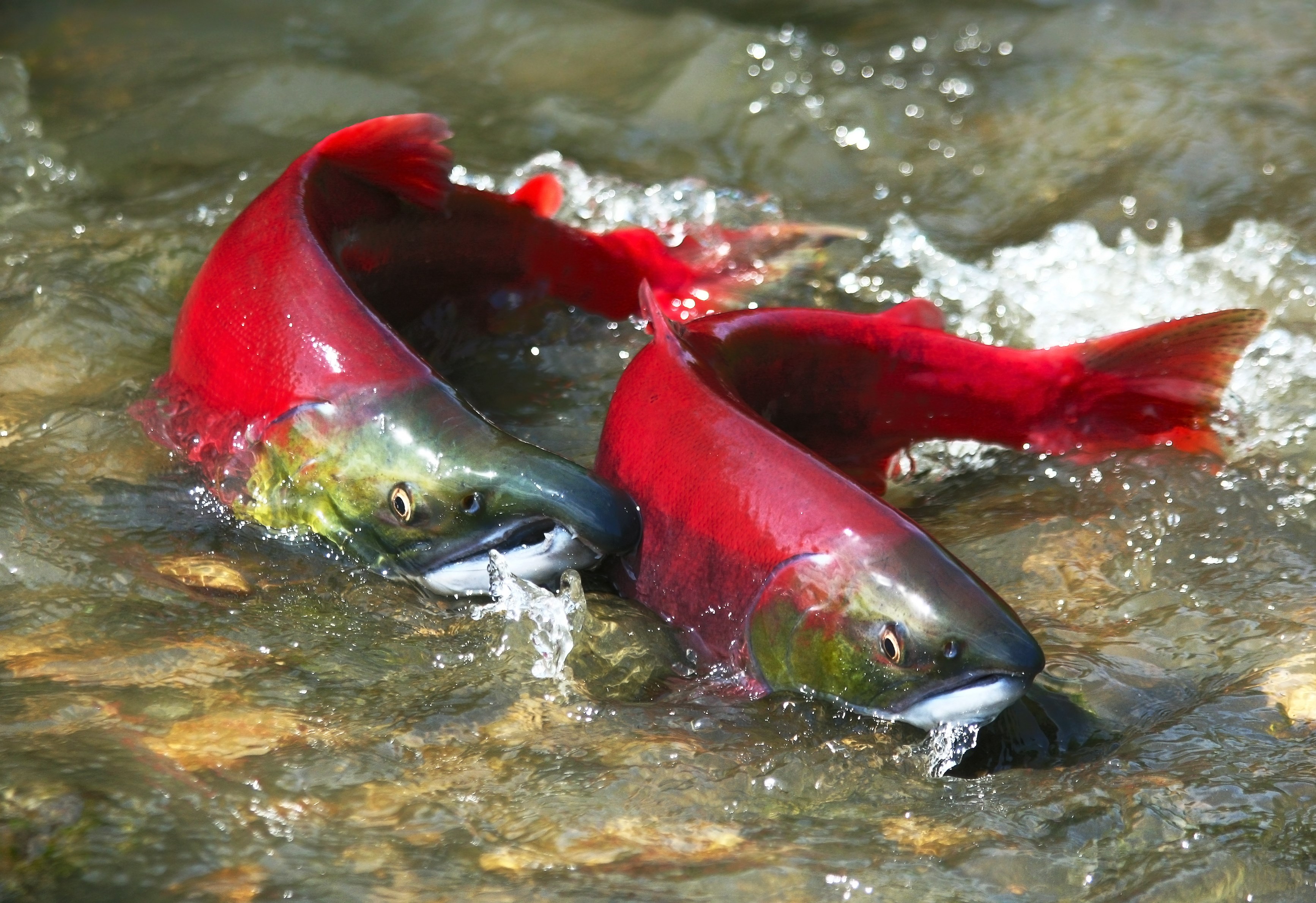 Glacier Loss and Pacific Salmon Habitat - FLBS