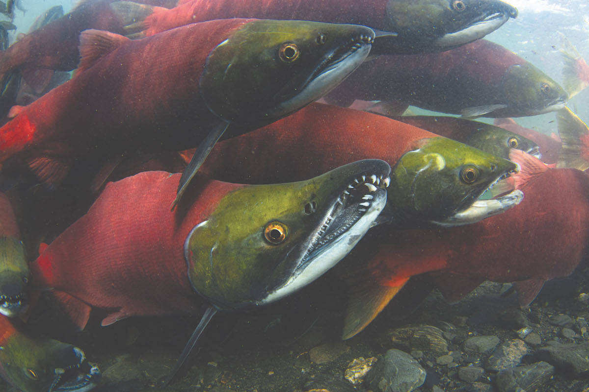 Salmon and other sea life affected by recent heat waves, experts say -  North Island Gazette