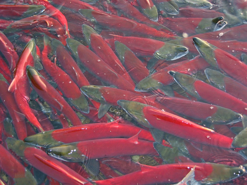 X-Ray Mag | Salmon in heat can move mountains... literally