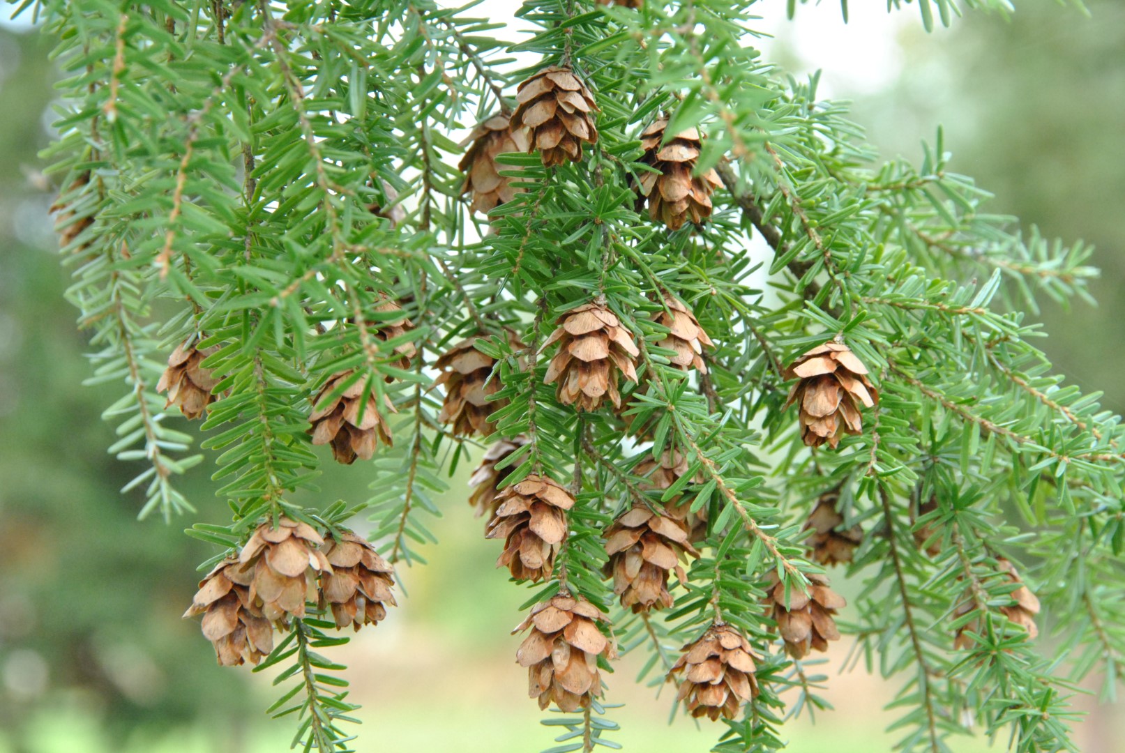 Tsuga heterophylla