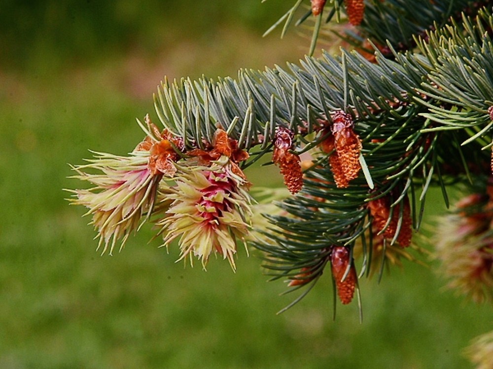 Pseudotsuga menziesii (coast Douglas-fir): Go Botany