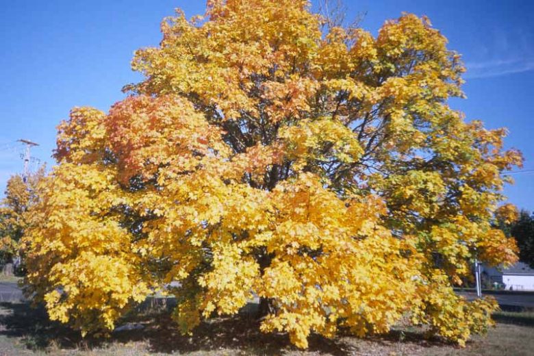 Acer macrophyllum (Bigleaf Maple)