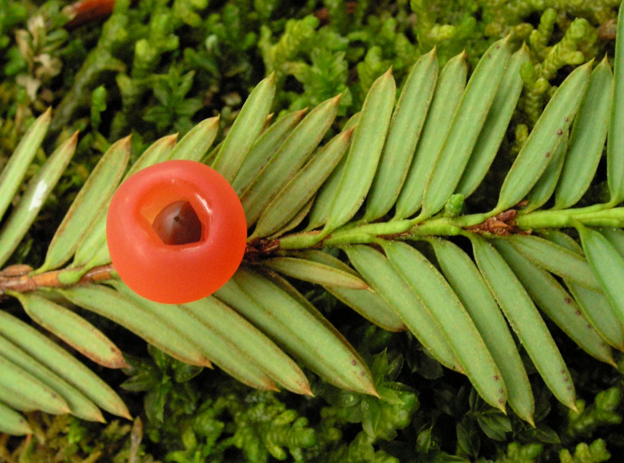 Taxus brevifolia (Pacific yew) description