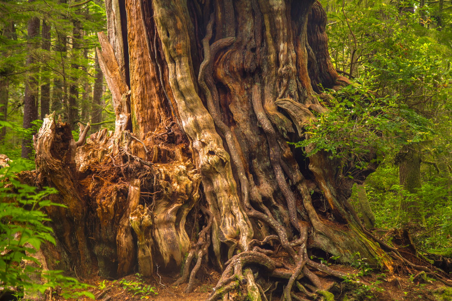 Guide to Olympic National Park's Ancient Forests, Giant Trees, and Old  Growth Hikes — Lucas Cometto | Wilderness Landscape Photography