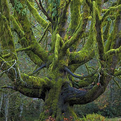 8 Wild and Beautiful Things You Have to See at Olympic National Park