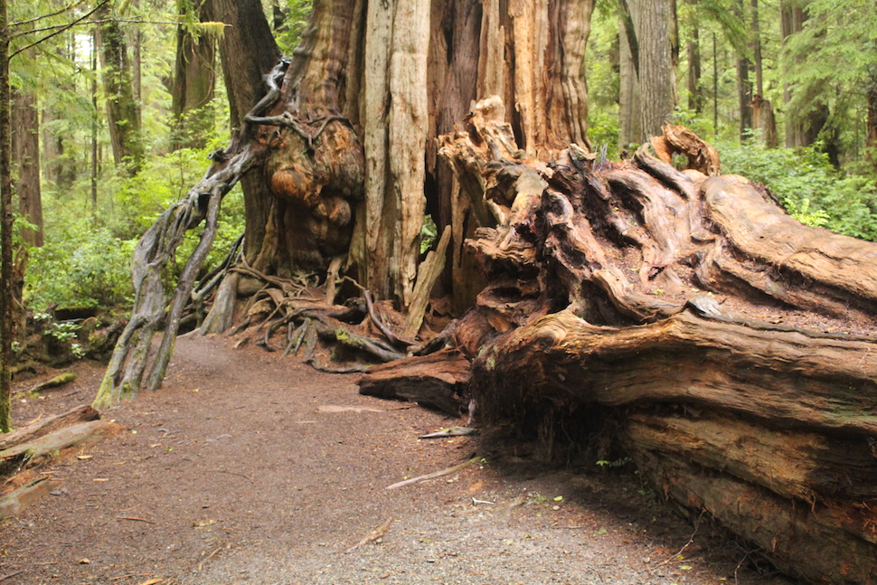 The Best National Parks to See Gigantic Trees - Park Chasers