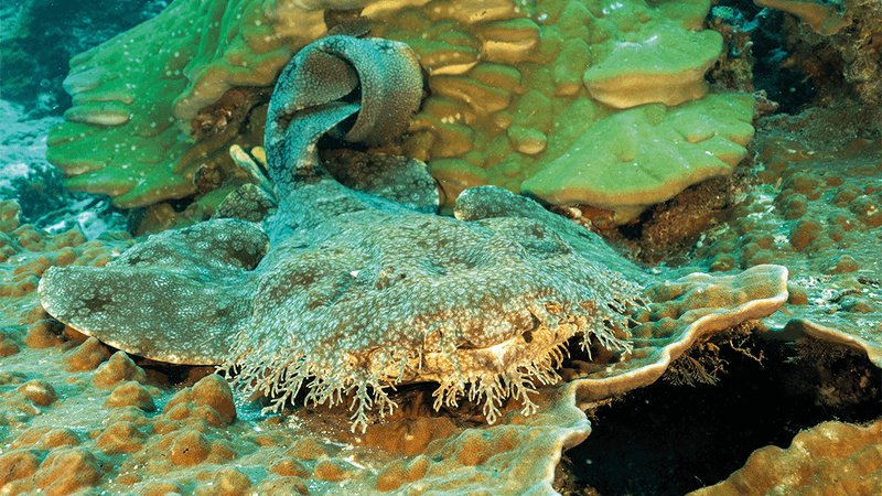 Tasselled Wobbegongs: Camouflaged Carpet Sharks Of Coral Reefs | IFLScience