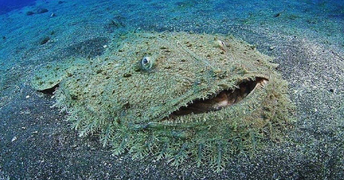 There is a shark on the seafloor that you shouldn't step on