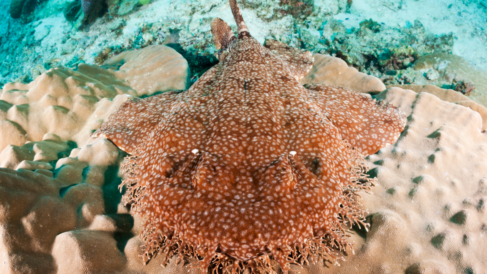 Tasselled wobbegong: The master of disguise that can eat a shark almost as  big as itself | Live Science