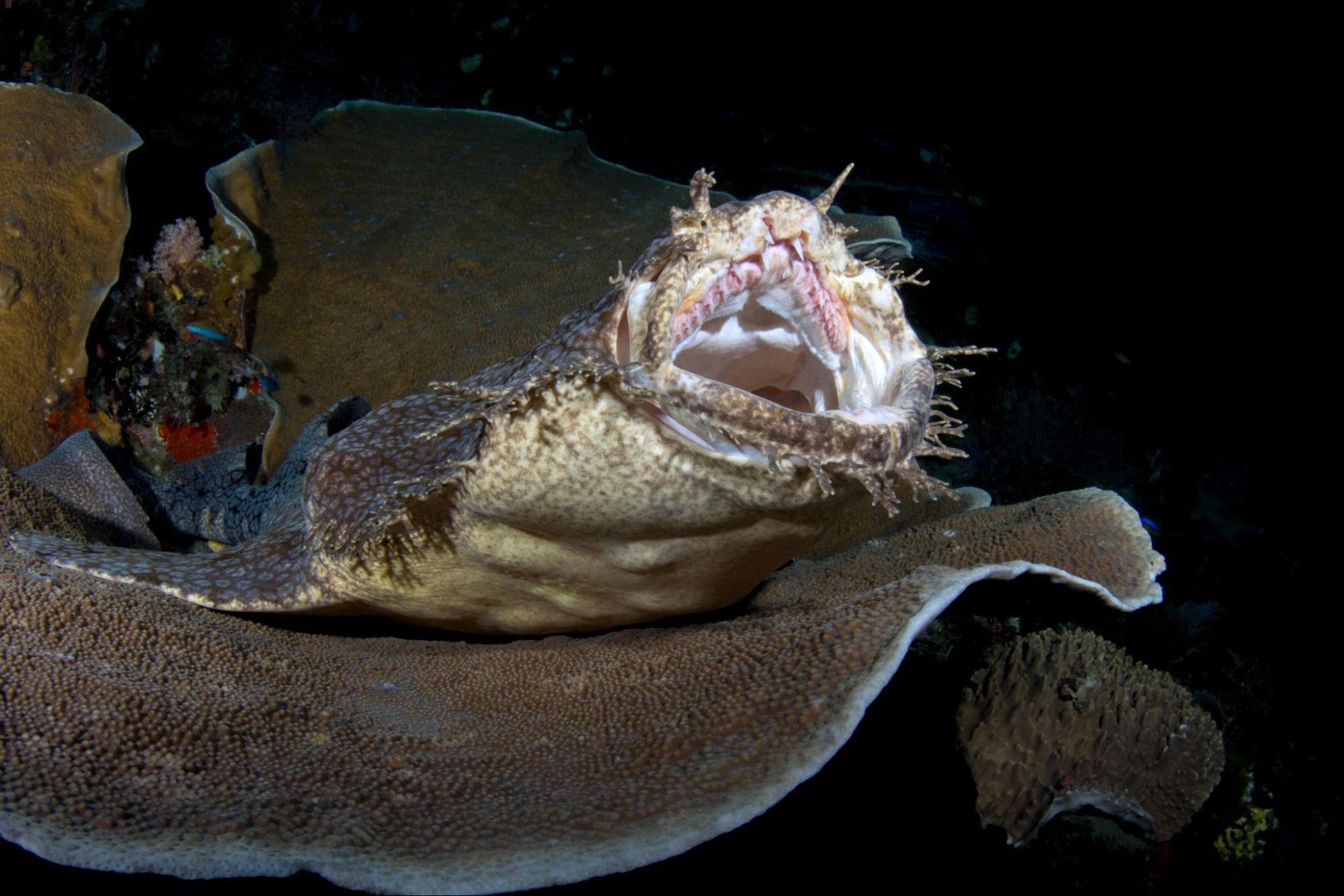 The Unconventional Beauty of the Tasselled Wobbegong