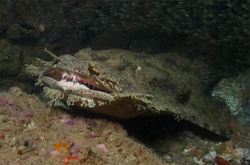 December Elasmobranch of the Month: Tasselled Wobbegong Shark