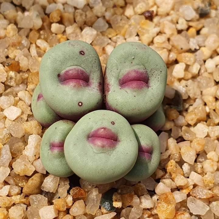 conophytum pageae