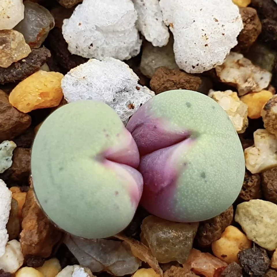 conophytum pageae 3