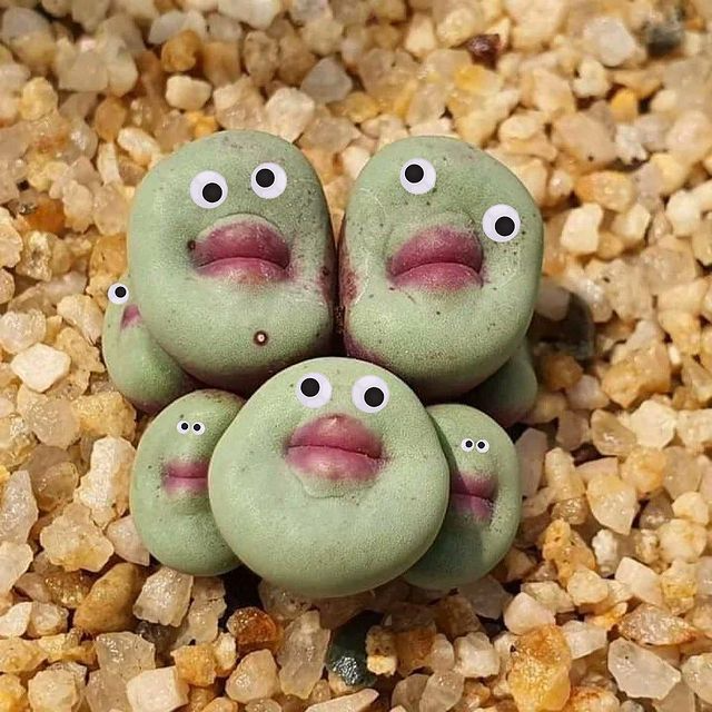 conophytum pageae 4