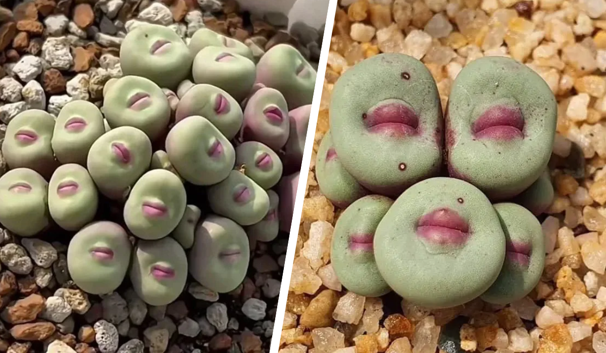 conophytum-pageae-feature.png