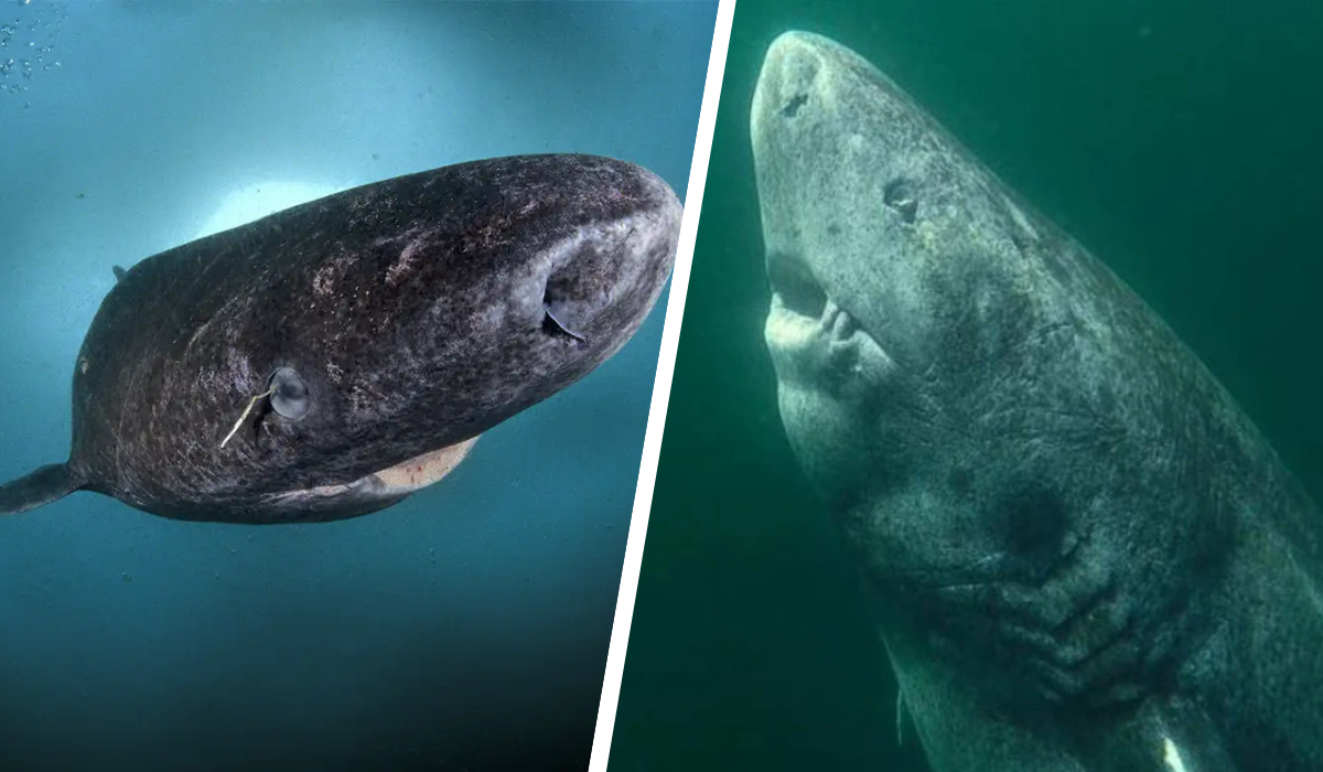 greenland shark